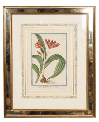 Johann Wilhelm Weinmann Johann Wilhelm Weinmann Framed Pair of Botanical Prints