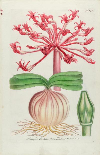 Johann Wilhelm Weinmann Narcissus Lily An 18th Century Hand colored Botanical Engraving by J Weinmann