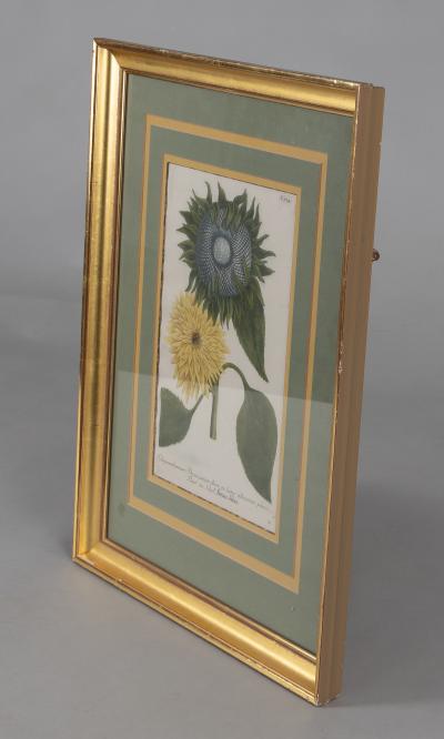 Johann Wilhelm Weinmann Pair Framed Botanic Engravings by Johann Wilhelm Weinmann