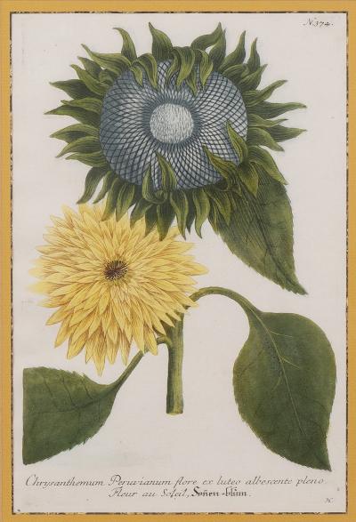 Johann Wilhelm Weinmann Pair Framed Botanic Engravings by Johann Wilhelm Weinmann