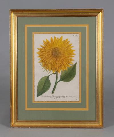 Johann Wilhelm Weinmann Pair Framed Botanic Engravings by Johann Wilhelm Weinmann