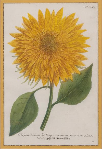 Johann Wilhelm Weinmann Pair Framed Botanic Engravings by Johann Wilhelm Weinmann