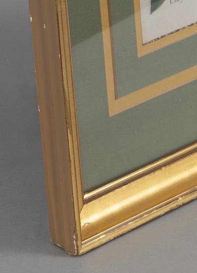 Johann Wilhelm Weinmann Pair Framed Botanic Engravings by Johann Wilhelm Weinmann