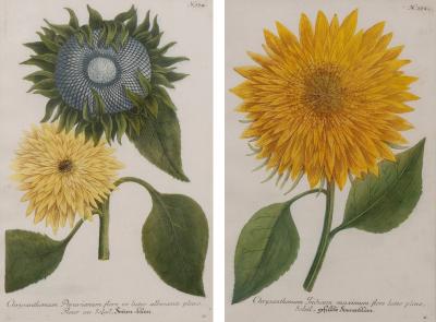 Johann Wilhelm Weinmann Pair Framed Botanic Engravings by Johann Wilhelm Weinmann