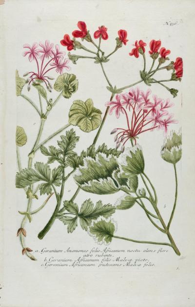 Johann Wilhelm Weinmann Red Geranium An 18th Century Hand colored Botanical Engraving by J Weinmann