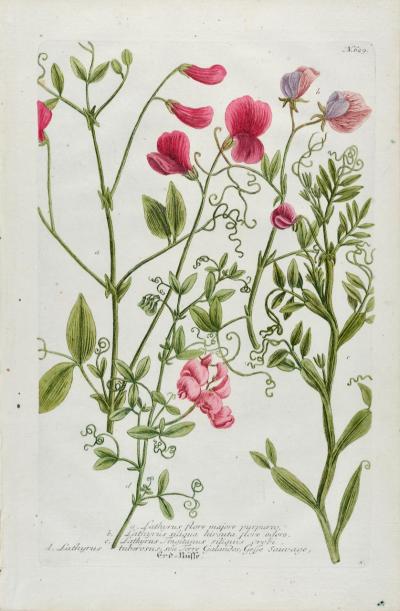 Johann Wilhelm Weinmann Red Sweet Pea An 18th Century Hand colored Botanical Engraving by J Weinmann