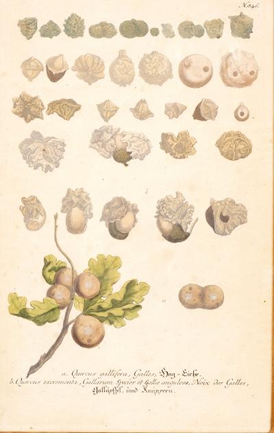 Johann Wilhelm Weinmann Set Of Eight Framed Botanicals By J Wilhelm Weinmann