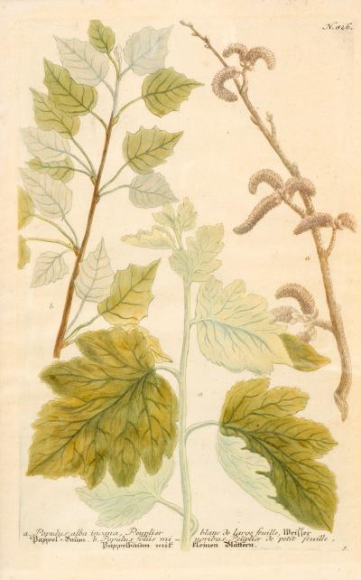 Johann Wilhelm Weinmann Set Of Eight Framed Botanicals By J Wilhelm Weinmann