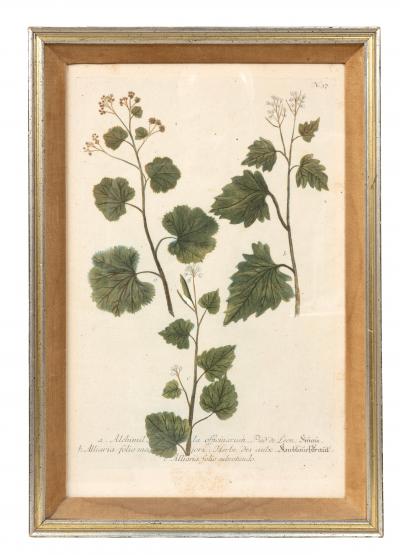 Johann Wilhelm Weinmann Set Of Eight Framed Botanicals By J Wilhelm Weinmann
