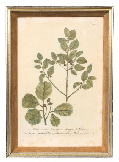 Johann Wilhelm Weinmann Set Of Eight Framed Botanicals By J Wilhelm Weinmann