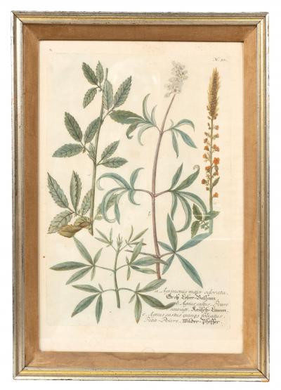 Johann Wilhelm Weinmann Set Of Eight Framed Botanicals By J Wilhelm Weinmann