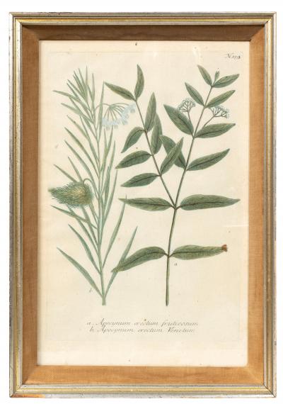 Johann Wilhelm Weinmann Set Of Eight Framed Botanicals By J Wilhelm Weinmann