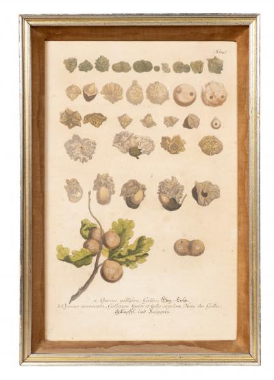 Johann Wilhelm Weinmann Set Of Eight Framed Botanicals By J Wilhelm Weinmann