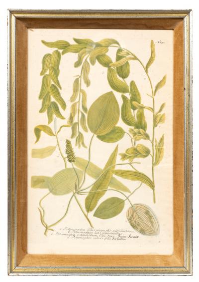 Johann Wilhelm Weinmann Set Of Eight Framed Botanicals By J Wilhelm Weinmann