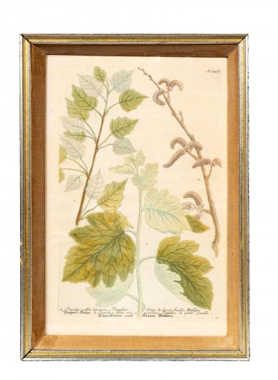 Johann Wilhelm Weinmann Set Of Eight Framed Botanicals By J Wilhelm Weinmann