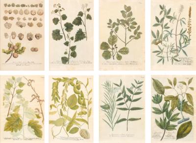 Johann Wilhelm Weinmann Set Of Eight Framed Botanicals By J Wilhelm Weinmann