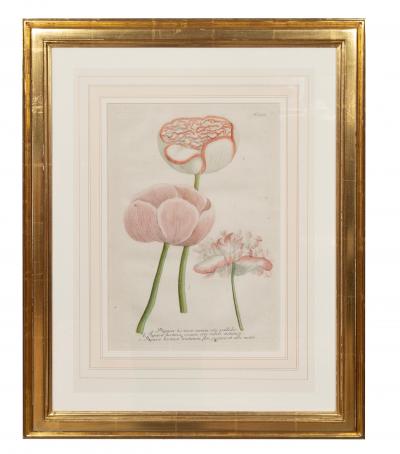Johann Wilhelm Weinmann Set of 6 Framed Hand Coloured Botanicals Engravings By J W Weinmann