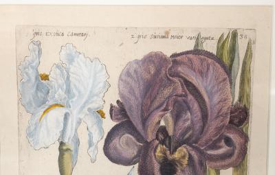 Johann Wilhelm Weinmann Set of 6 Framed Hand Coloured Botanicals Engravings By J W Weinmann