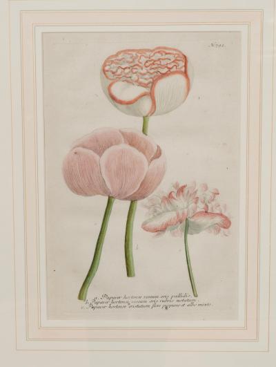 Johann Wilhelm Weinmann Set of 6 Framed Hand Coloured Botanicals Engravings By J W Weinmann