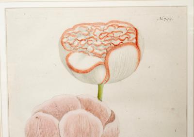 Johann Wilhelm Weinmann Set of 6 Framed Hand Coloured Botanicals Engravings By J W Weinmann