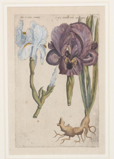 Johann Wilhelm Weinmann Set of 6 Framed Hand Coloured Botanicals Engravings By J W Weinmann