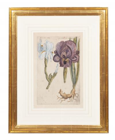 Johann Wilhelm Weinmann Set of 6 Framed Hand Coloured Botanicals Engravings By J W Weinmann