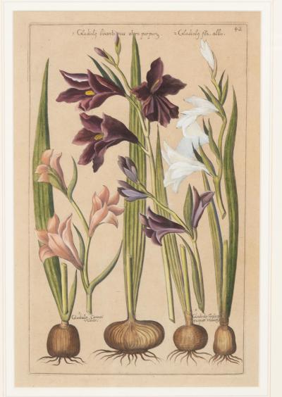 Johann Wilhelm Weinmann Set of 6 Framed Hand Coloured Botanicals Engravings By J W Weinmann