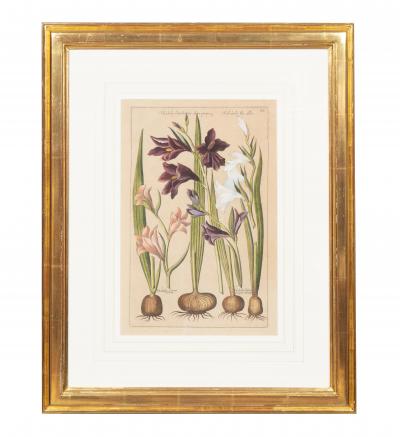 Johann Wilhelm Weinmann Set of 6 Framed Hand Coloured Botanicals Engravings By J W Weinmann