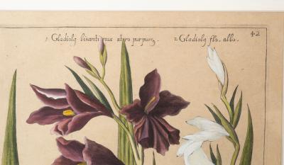 Johann Wilhelm Weinmann Set of 6 Framed Hand Coloured Botanicals Engravings By J W Weinmann