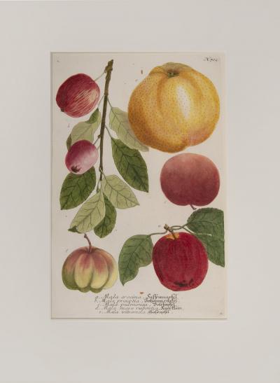 Johann Wilhelm Weinmann WEINMANN Johann Wilhelm Apples