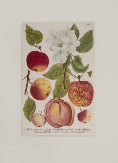 Johann Wilhelm Weinmann WEINMANN Johann Wilhelm Apples