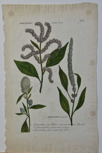 Johann Wilhelm Weinmann Weinmann 18th Century Hand Colored Botanical Engraving Amaranthus seu Blitum 