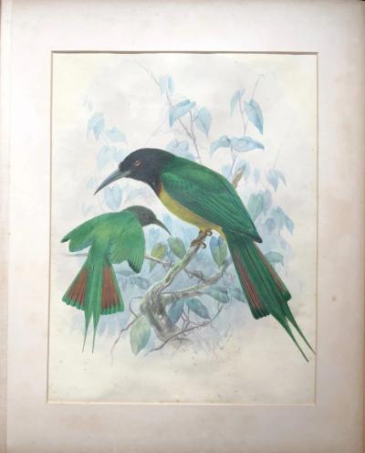 Johannes Gerardus Keulemans A MONOGRAPH OF THE MEROPIDAE OR FAMILY OF THE BEE EATERS