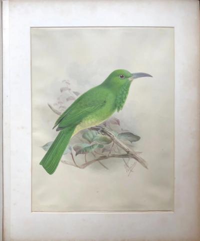 Johannes Gerardus Keulemans A MONOGRAPH OF THE MEROPIDAE OR FAMILY OF THE BEE EATERS