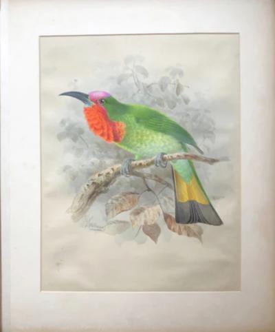 Johannes Gerardus Keulemans A MONOGRAPH OF THE MEROPIDAE OR FAMILY OF THE BEE EATERS