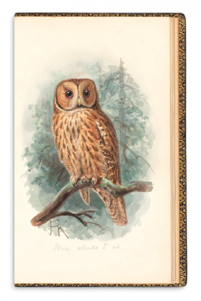 Johannes Gerardus Keulemans BOOK OF ORNITHOLOGICAL WATERCOLORS