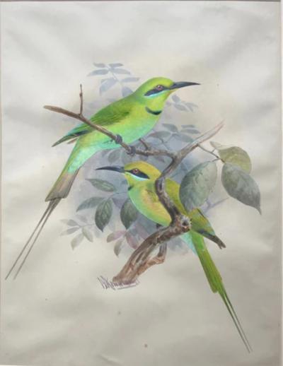 Johannes Gerardus Keulemans PREPARATORY DRAWINGS FOR A MONOGRAPH OF THE MEROPIDAE