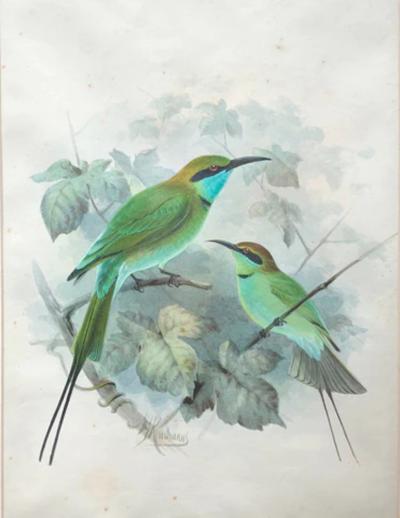 Johannes Gerardus Keulemans PREPARATORY DRAWINGS FOR A MONOGRAPH OF THE MEROPIDAE