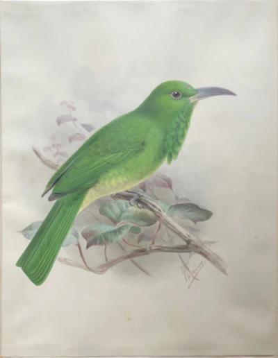 Johannes Gerardus Keulemans PREPARATORY DRAWINGS FOR A MONOGRAPH OF THE MEROPIDAE