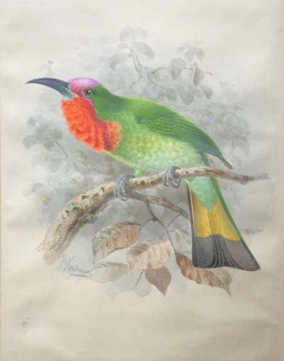 Johannes Gerardus Keulemans PREPARATORY DRAWINGS FOR A MONOGRAPH OF THE MEROPIDAE