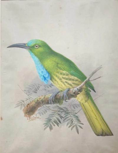 Johannes Gerardus Keulemans PREPARATORY DRAWINGS FOR A MONOGRAPH OF THE MEROPIDAE