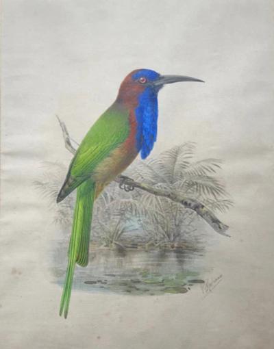 Johannes Gerardus Keulemans PREPARATORY DRAWINGS FOR A MONOGRAPH OF THE MEROPIDAE