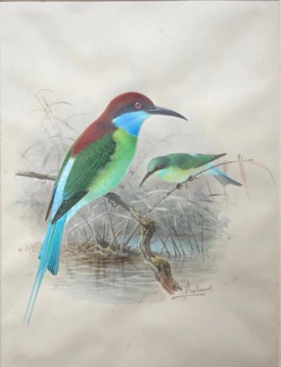 Johannes Gerardus Keulemans PREPARATORY DRAWINGS FOR A MONOGRAPH OF THE MEROPIDAE