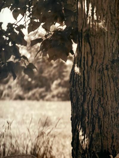 John Dugdale Frame Photograph Shady Breakfast by John Patrick Dugdale