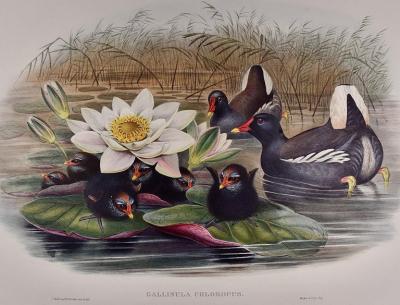 John Gould A Family of Moorhens Lilly Pad A 19th C Hand colored Lithograph by Gould