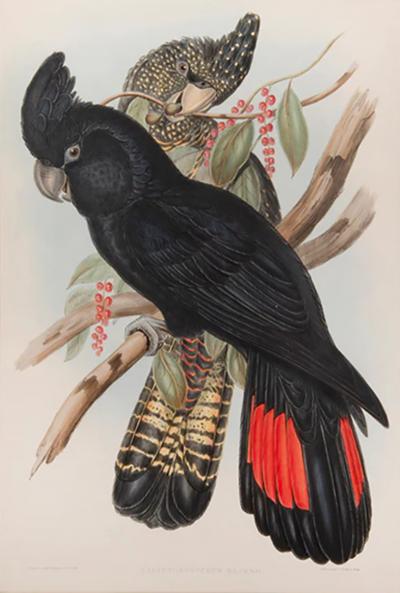 John Gould A Group of Four Parrots by John GOULD