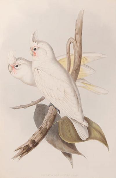 John Gould A Group of Four Parrots by John GOULD