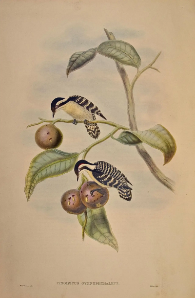 John Gould Ceylonese Pygmy Woodpeckers A 19th C Gould Hand colored Lithograph