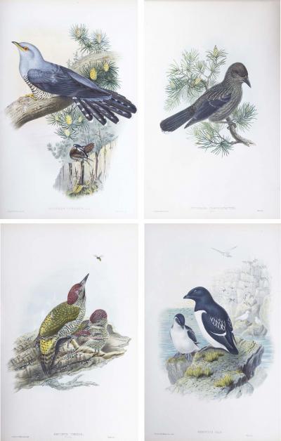 John Gould Four 19th Century Ornithological Prints John Gould The Birds of Great Britain