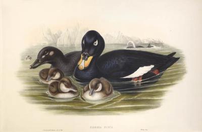 John Gould Group of Four Lithograph Plates of Ducks 